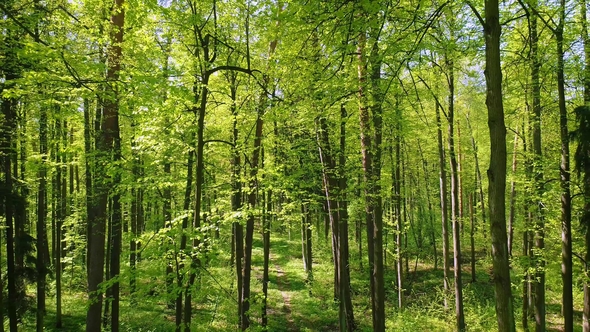Flying Between the Trees in the Spring Forest. alt