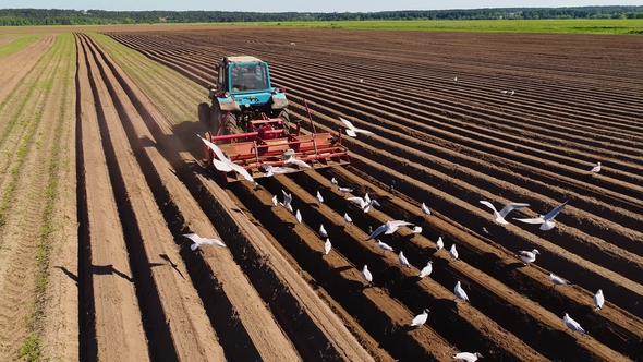 Agricultural Work on a Tractor Farmer Sows Grain. Hungry Birds Are Flying Behind the Tractor alt