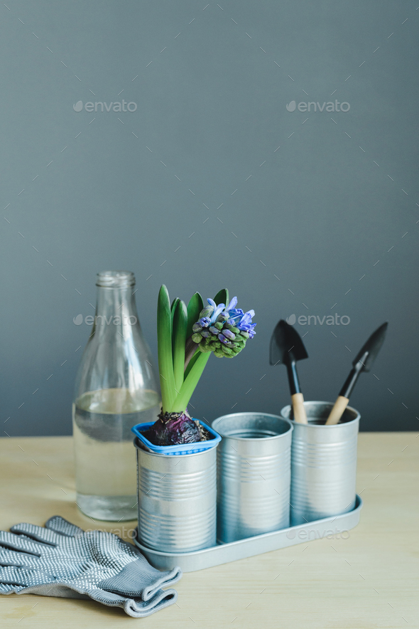 hyacinth mix plant, gardening tools, gloves and glass bottle - Stock Photo - Images