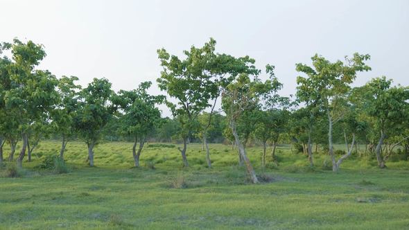 Rainforest in Chitwan National Park, Nepal, Stock Footage | VideoHive