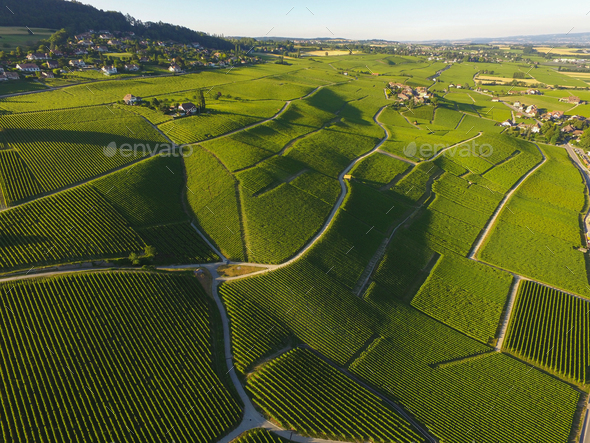 Aerial of Vineyard fields between Lausanne and Geneva in Switzer - Stock Photo - Images