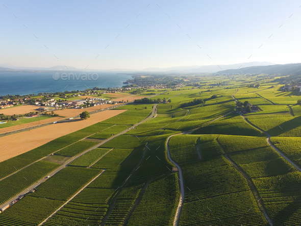 Aerial of Vineyard fields between Lausanne and Geneva in Switzer - Stock Photo - Images