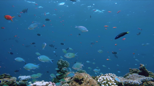 Lively Coral Reef Teeming with Life