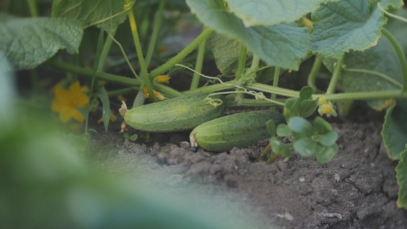 of Female Hands, Ripping Off Young Cucumbers From the Garden alt