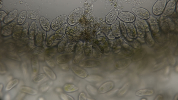 A Large Colony of Paramecium Putrinum Infusoria Inhabiting Waters with Oxygen Deficiency alt