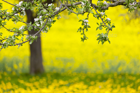 Apple Tree And Dandelion Meadow In Spring - Stock Photo - Images