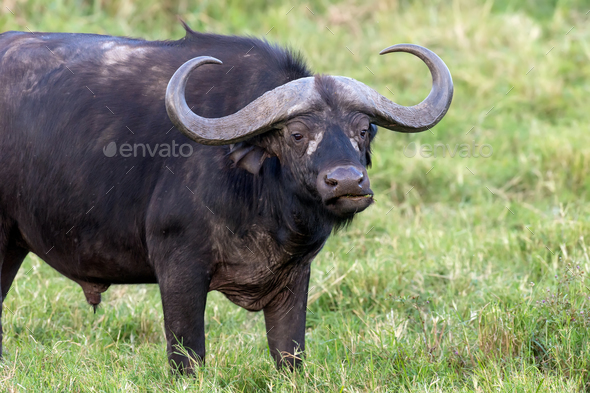 Wild African buffalo bull - Stock Photo - Images
