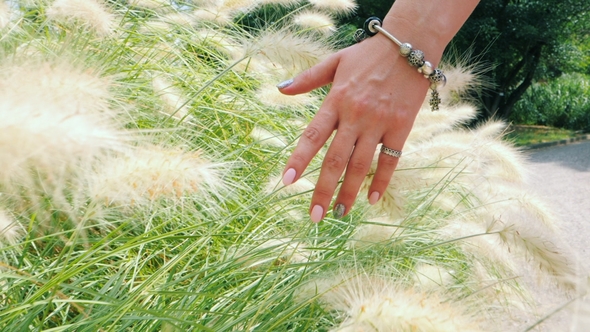Woman's Hand with Beautiful Manicure, Bracelet and Rings Is Stroked Pampas Fluffy Grass or Bush in alt