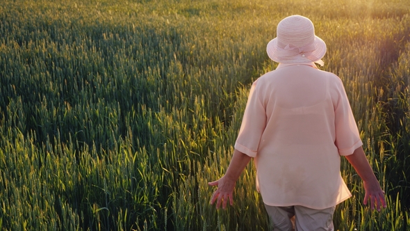 An Elderly Female Farmer Is Walking Along a Field of Green Wheat. Hands Touching the Spikelets alt