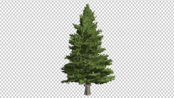 Tree Fir Tree With Fluffy Branches alt