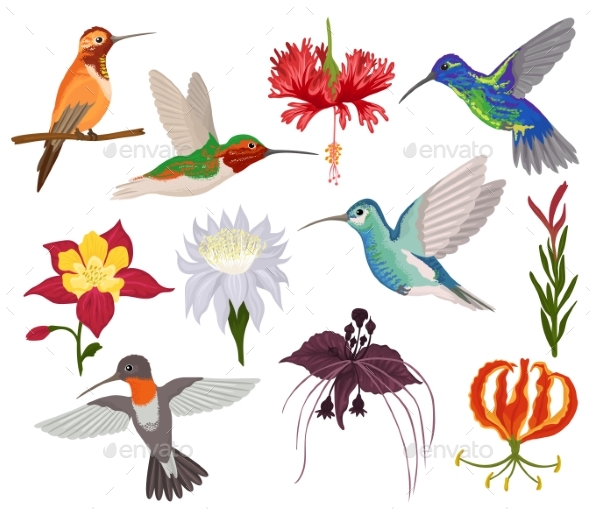 hummingbird vectors by vectoristik graphicriver