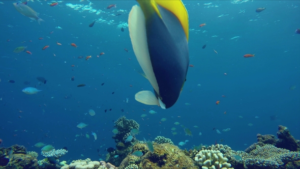 Lively Colorful Coral Reef Near a Maldivian Island