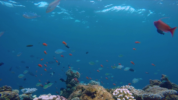 Small Colorful Fish Above a Colorful Reef