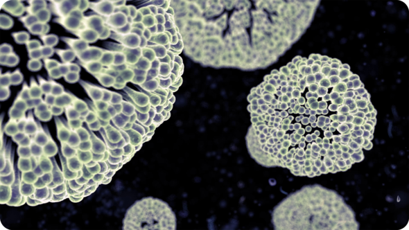 BioMed Cell Pack alt