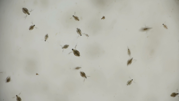 a Colony of Water Fleas Daphnia Under the Microscope, Stock Footage