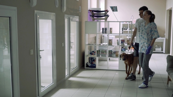 Vet Shows the Boy the Animals Infirmary for a Dog alt