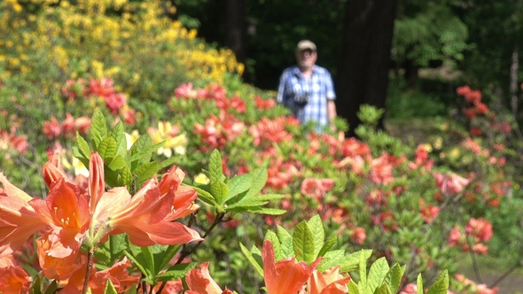 A Man Strolls Along the Flowers of the Rhododendron