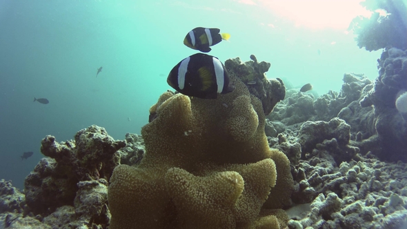 Clownfish Surrounding Their Beautiful Anemone