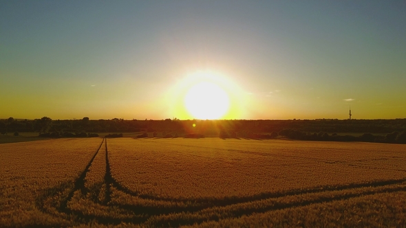 Aerial View of a Wheat Field in Golden Sunlight - Flying Towards the Sun