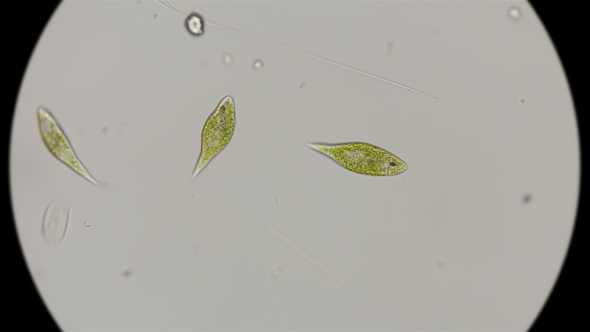 the Movement of the Protozoa Euglena Viridis, Under the Microscope alt
