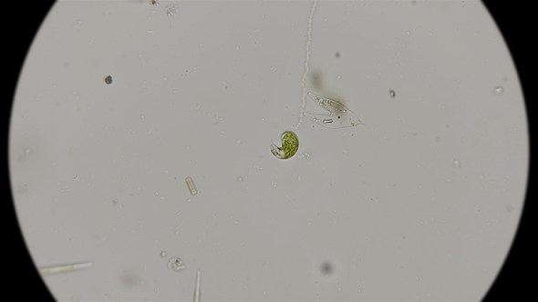 The Movement Of The Protozoa Euglena Viridis Under The Microscope By Shakir R