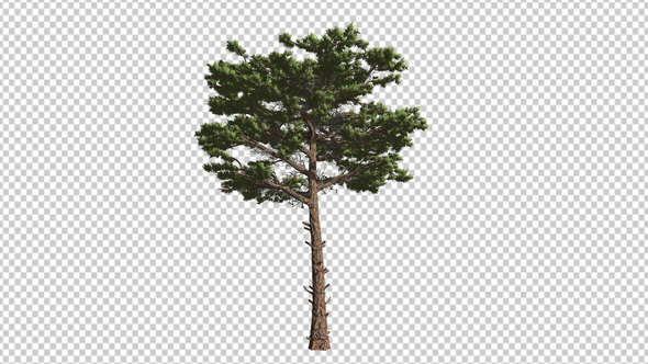Pine Tree alt