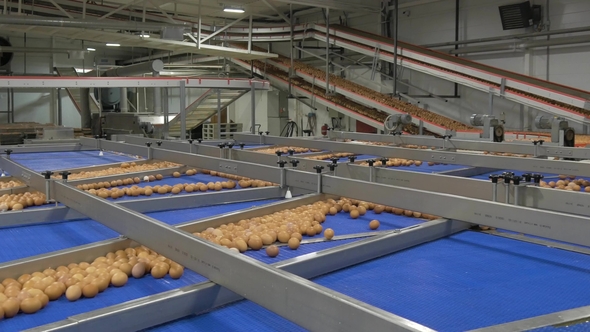 Poultry Farm Eggs Conveyor