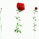 Rose Growing - VideoHive Item for Sale