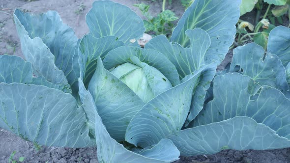 Thick Green Leaves of Organic Cabbage Plant at Home Plant