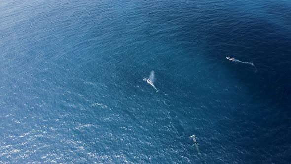 Aerial view of a sperm whale in the ocean, Azores, Portugal. alt