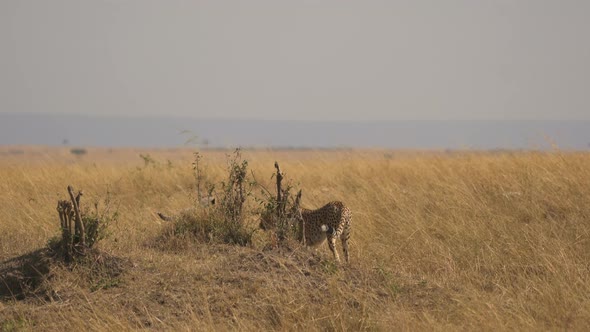 Cheetah and two cubs in Masai Mara alt