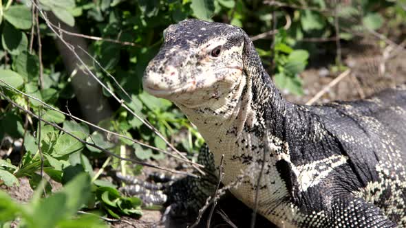 Asian monitor lizard blinking in slow motion alt