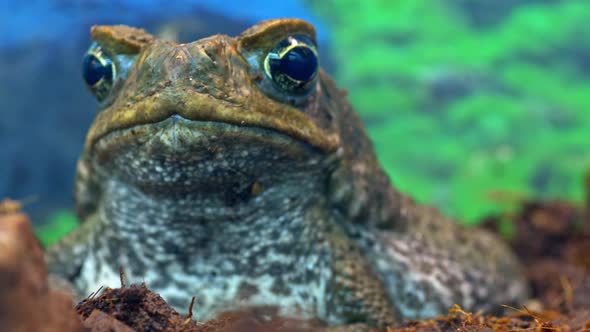 Exotic Animals Big Aga Frog Close Up