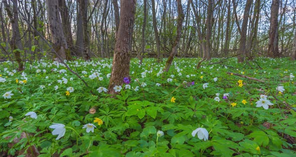 Spring Forest and Windflowers Timelapse with Crane alt