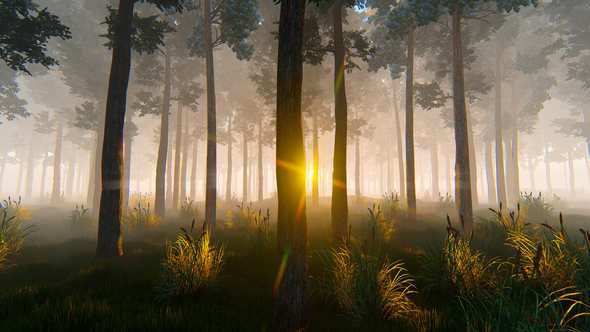 Morning In Pine Forest