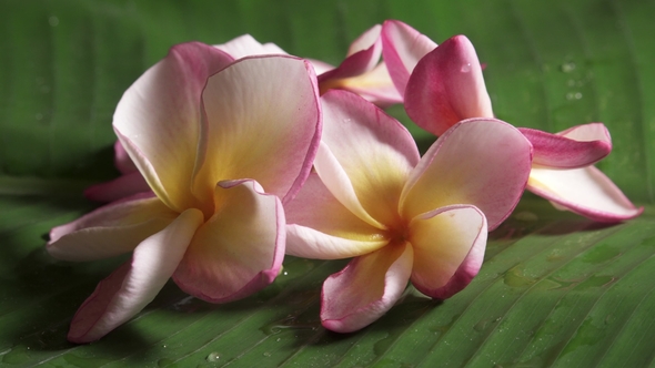 Pink Frangipani Flowers Also Known As Plumeria or Lilawadee Rotating on Banana Leaf alt