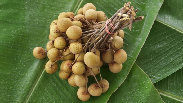 Bunch of Fresh Raw Exotic Tropical Thai Fruit Dimocarpus Longan Rotating on Banana Leaf alt
