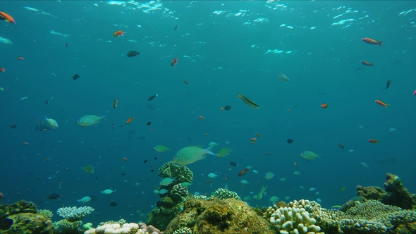 Lively Colorful Coral Reef Near a Maldivian Island