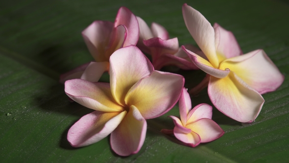Pink Frangipani Flowers Also Known As Plumeria or Lilawadee Rotating on Banana Leaf alt