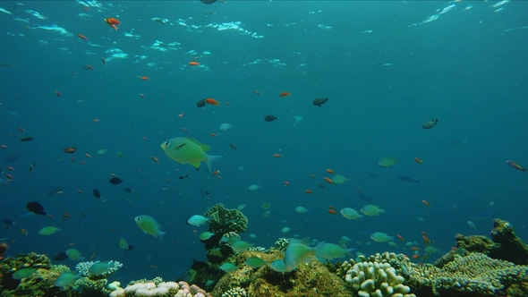 Small Colorful Fish Above a Colorful Reef