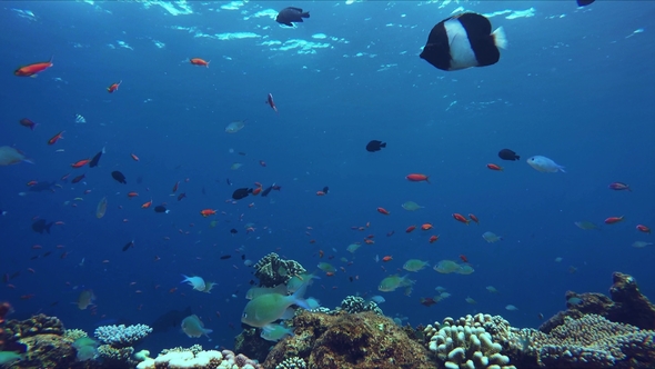 Small Colorful Fish Above a Colorful Reef