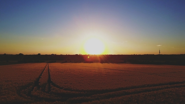 Aerial View of a Wheat Field in Golden Sunlight Flying Towards the Sun