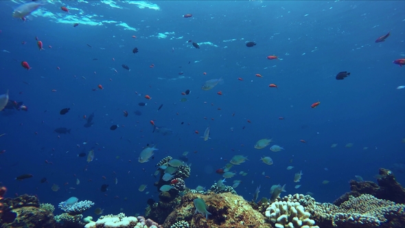 Lively Coral Reef Teeming with Life