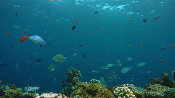 Small Colorful Fish Above a Colorful Reef