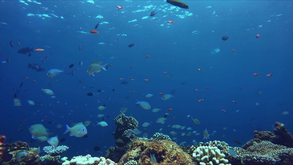 Lively Coral Reef Teeming with Life