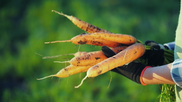Farmer in Gloves Holds a Large Bunch of Carrots alt