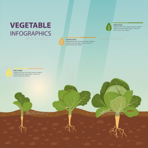 Headed Cabbage Infographic Template - Food Objects