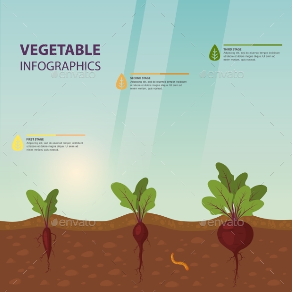 Infographic or Infochart of Beet or Beta Vulgaris - Food Objects