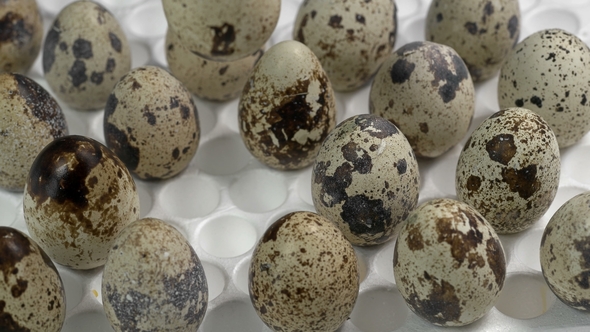 Automatic Capture Puts Quail Eggs in a Tray, Where Are the Other Eggs for Incubation alt