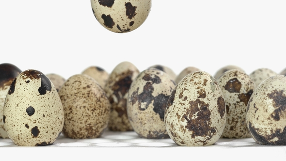 Automatic Capture Puts Quail Eggs in a Tray, Where Are the Other Eggs for Incubation alt